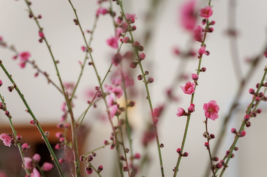 桃の花が咲くころに1